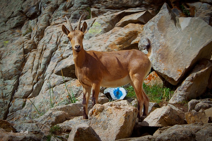 Goat standing on rocky cliffs