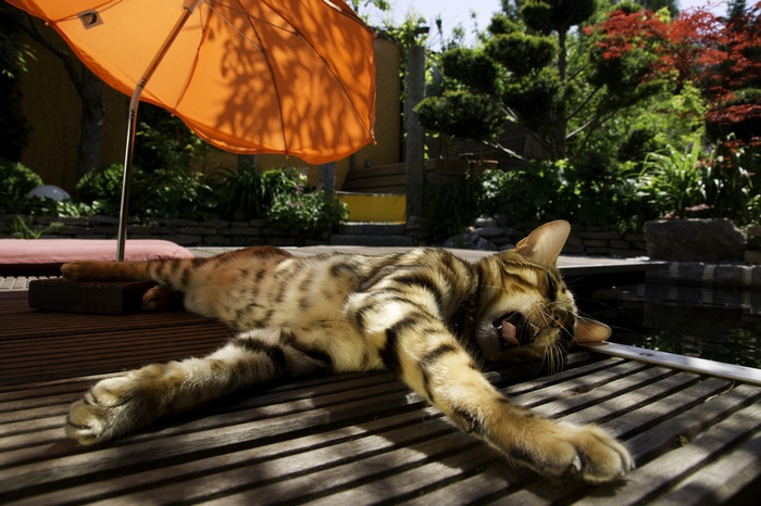 Bengal cat yawning under an umbrella