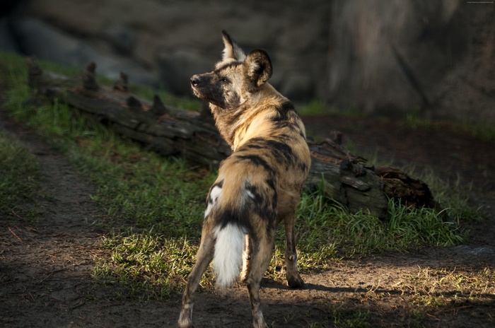 wild, green grass, predator, Wild dog, fur, African wild dog, sunny day, sun