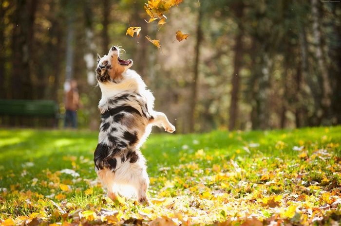 Dog jumping to catch falling autumn leaves in a park