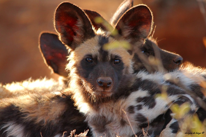 African Wild Dogs in Sunlight