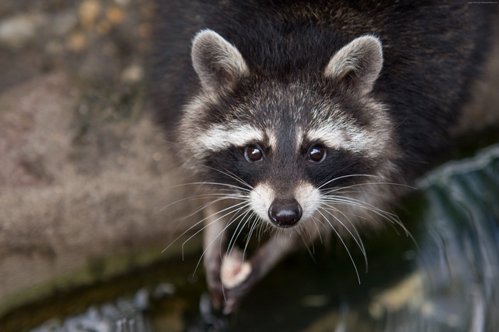 Close-up of a raccoon's face