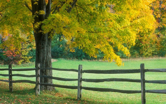 Autumn tree with yellow leaves and wooden fence