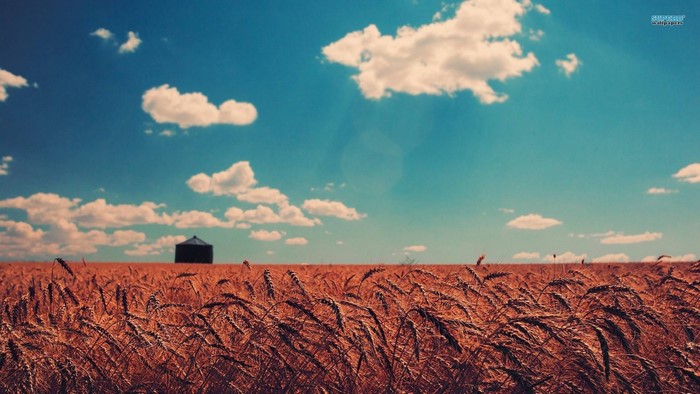 Wheat field with silo under a cloudy sky
