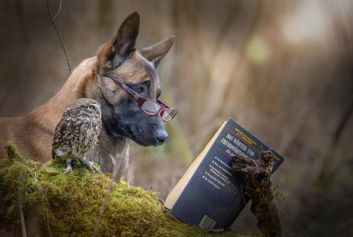 Dog and owl reading a book on mossy branch