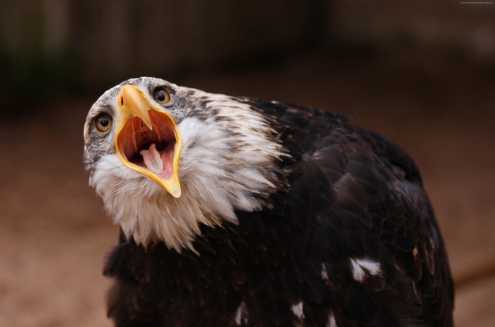 Bald Eagle with mouth open