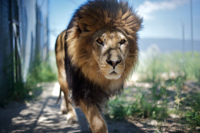 Lion with a mane walking