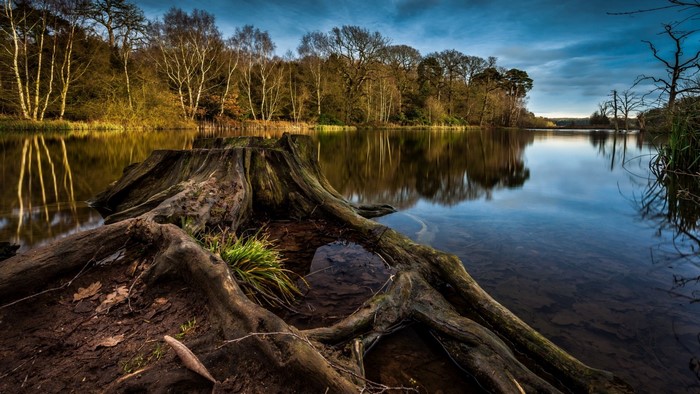 Tree stump by a reflective lake in a forest