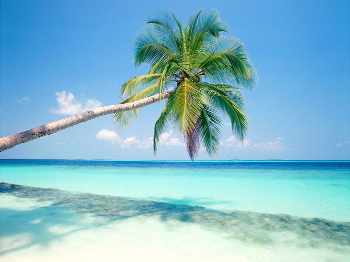 Palm tree leaning over a tropical beach and turquoise ocean