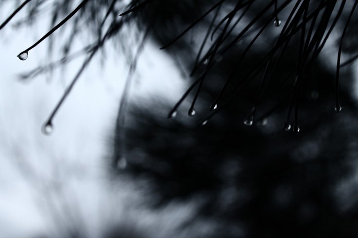 Close-up of pine needles with water droplets