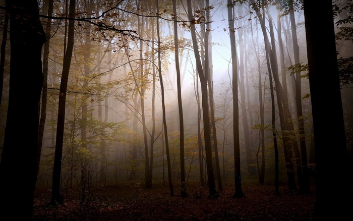 Misty forest with sunlight filtering through trees in autumn