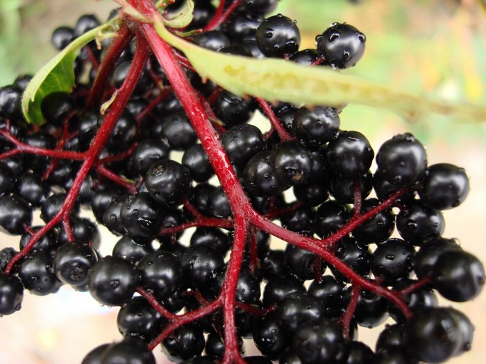 Close-up of elderberries on a branch