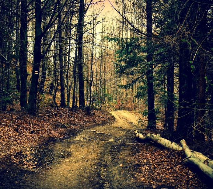Dirt path through a forest in autumn