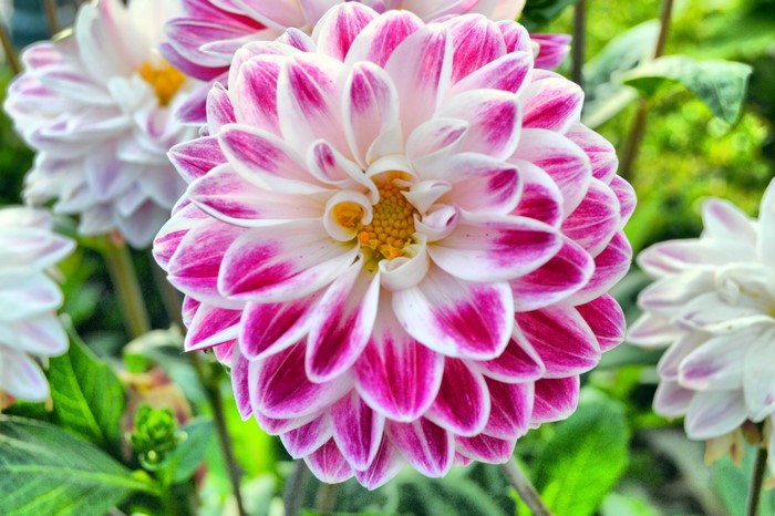 Close-up of a pink and white dahlia flower