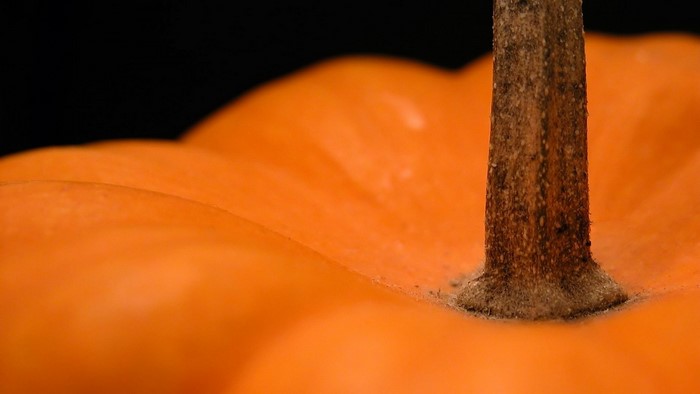 Close-up of a pumpkin stem on an orange pumpkin