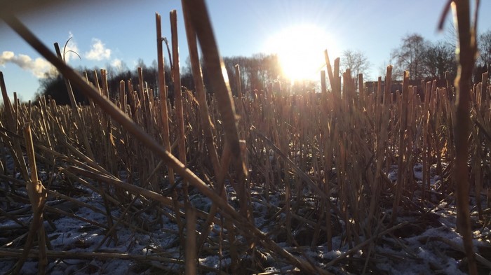 Sunlight over a field of dry grass with snow