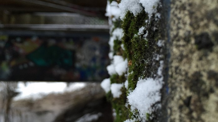 Moss and snow on a textured surface