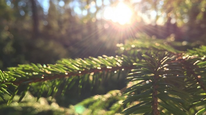 Sunlight filtering through pine needles on a branch