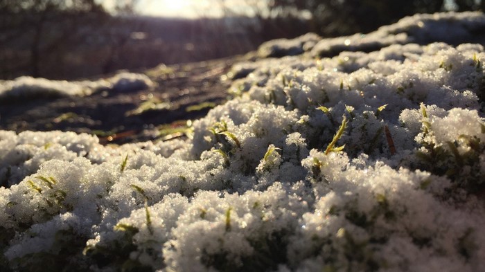 Close-up of moss covered in frost and snow with sunlight