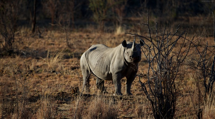 Black rhinoceros standing in a dry savanna