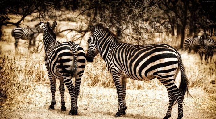 Zebras in the savanna
