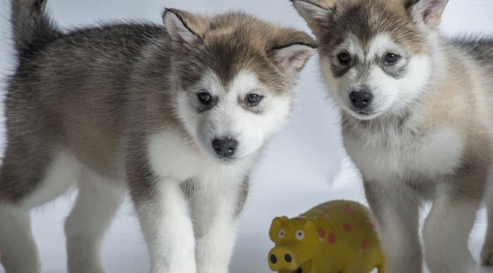 Two Alaskan Malamute puppies with a yellow pig toy
