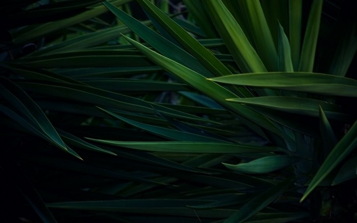 Close-up of dark green yucca plant leaves