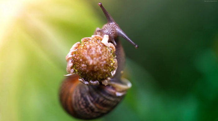 Snail eating a flower with sun rays