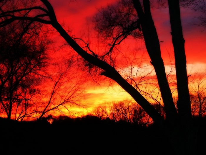 Silhouette of trees against a fiery red and yellow sunset sky