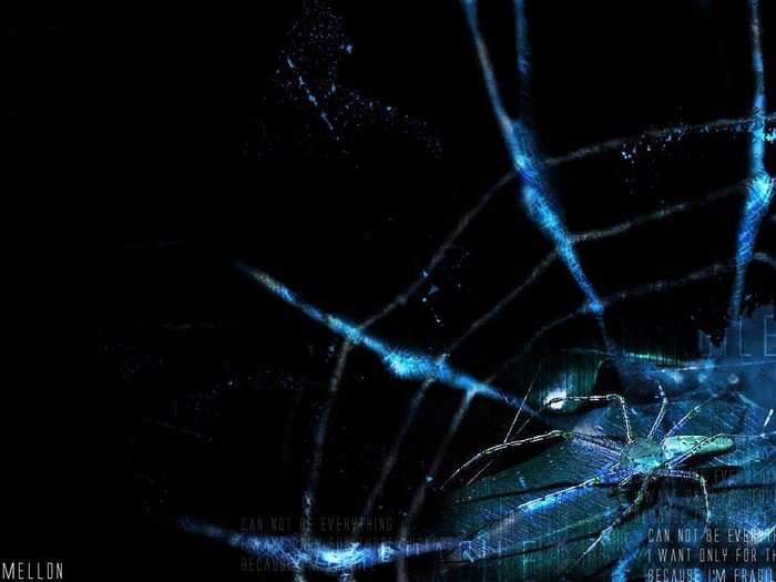 Spider on a web with text