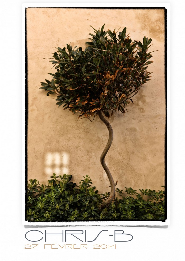 Topiary tree against a textured wall with a window shadow