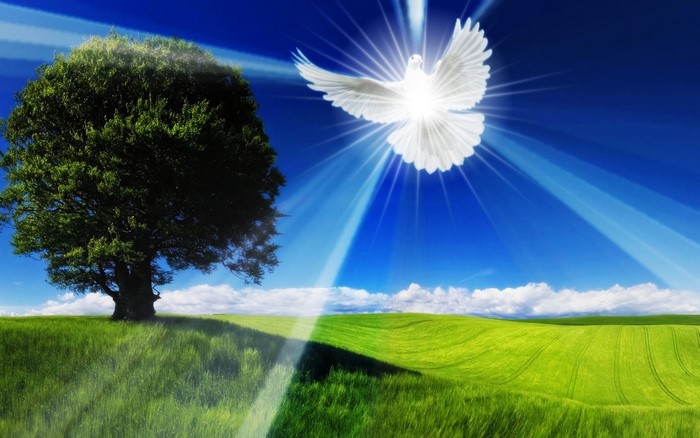 A dove shines light over a green field and tree