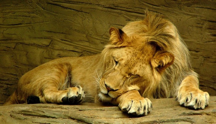 Lion resting on a rock