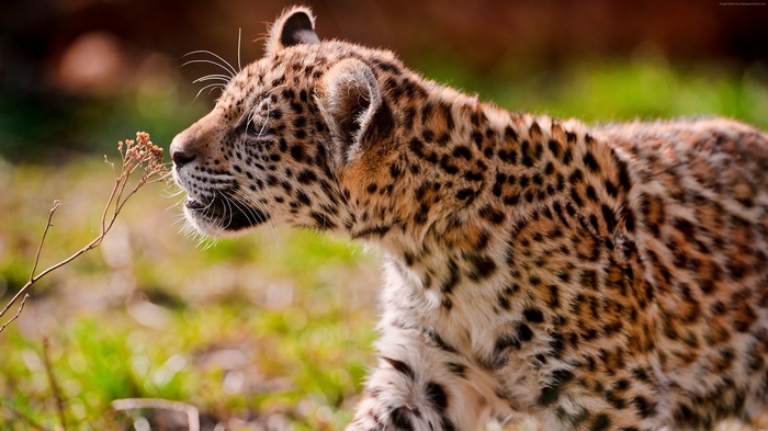 Leopard cub sniffing a dry plant in grass