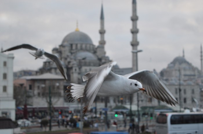 Seagulls flying in front of a mosque in Istanbul