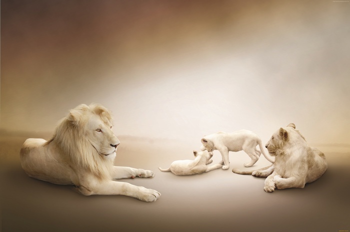 Lion Family, white background, White lion