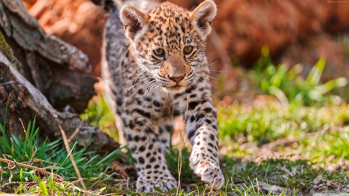 Cute Jaguar cub walking in grass