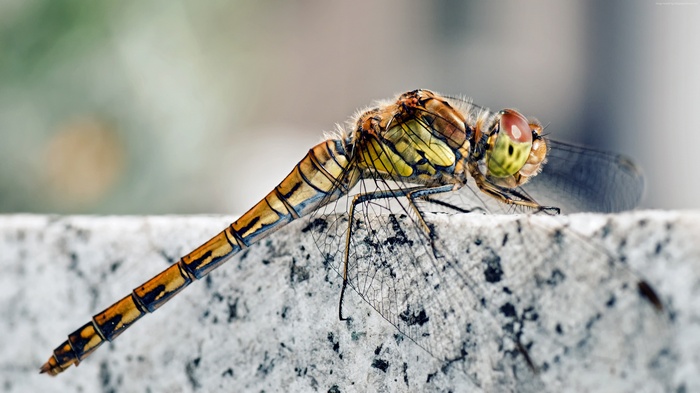 Close-up of a dragonfly on a stone surface