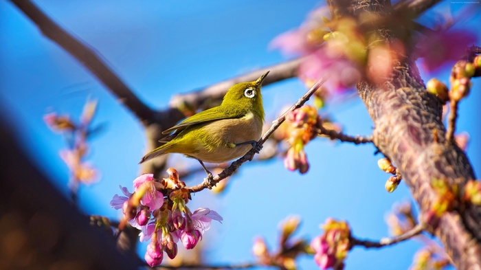 Japanese White-eye bird on a cherry blossom branch