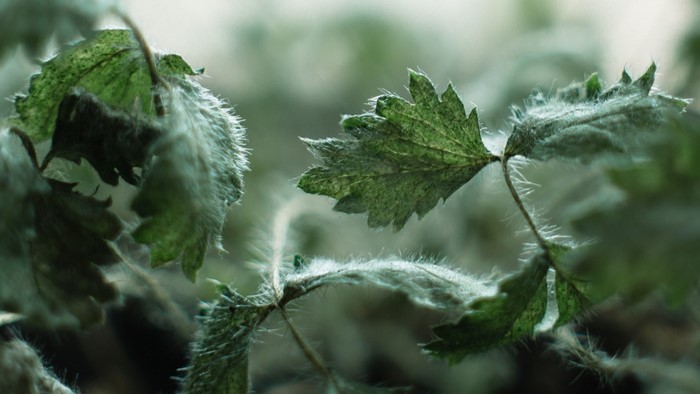 Close-up of fuzzy green leaves with shallow depth of field