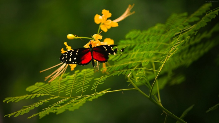 Red and black butterfly on yellow flowers