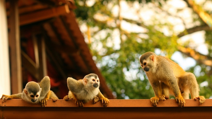 Three Squirrel Monkeys on a Wooden Ledge in Costa Rica