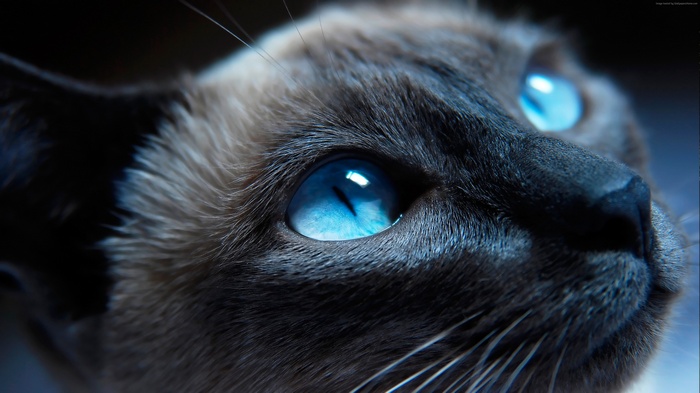 Close-up portrait of a Siamese cat with blue eyes