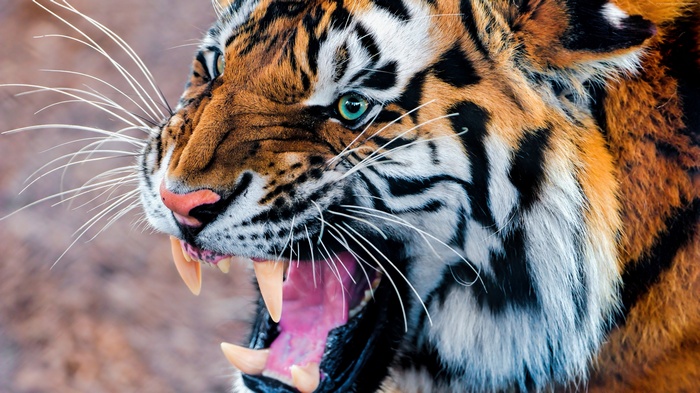 snarling, eyes, Tiger, fur