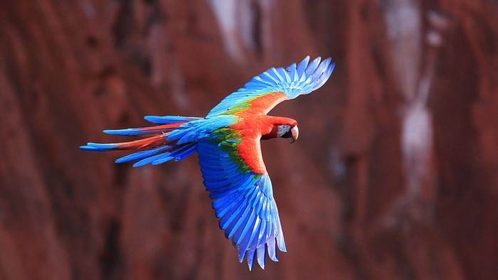 A colorful macaw parrot in flight