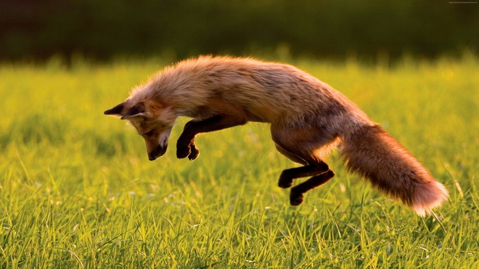 Red Fox jumping in green grass