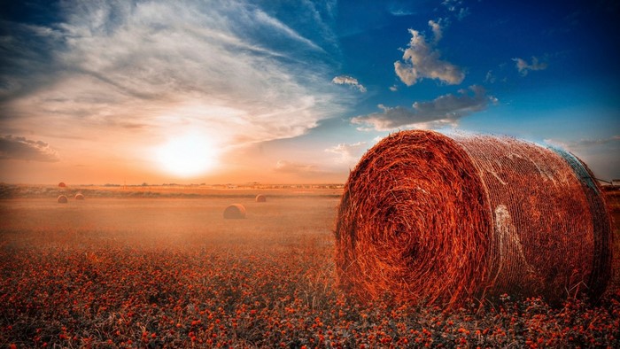 Sunset over a field with hay bales and flowers