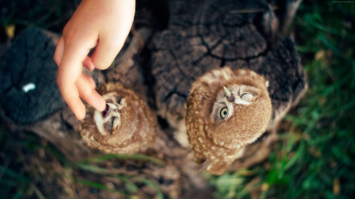 Hand touching two owls on a tree stump