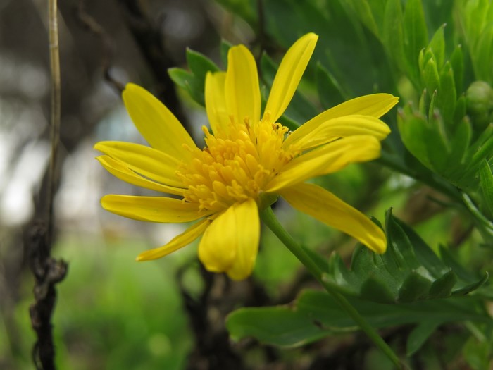 Yellow daisy flower with green leaves and blurred background