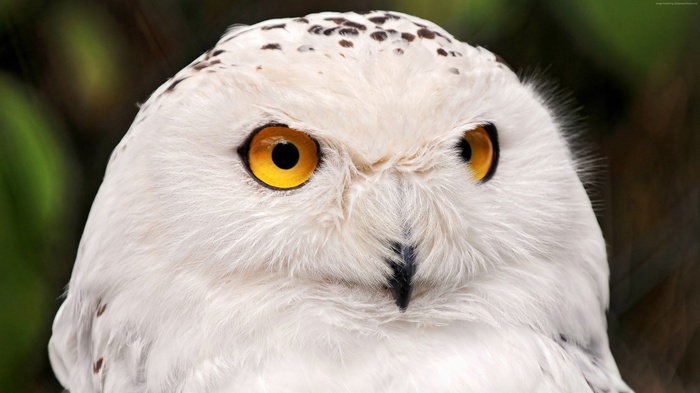 Close-up portrait of a snowy owl with yellow eyes